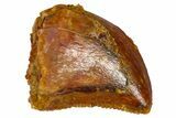 Serrated, Baby Carcharodontosaurus Tooth - Morocco #361022-1